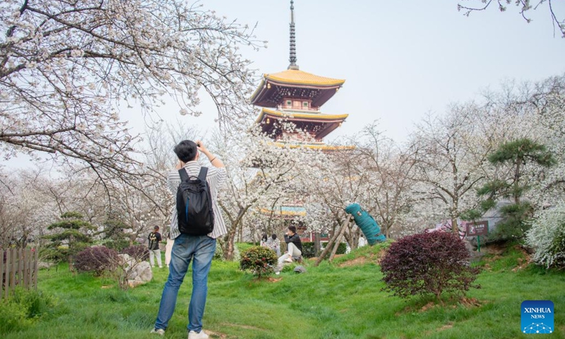Tourists enjoy themselves at a cherry garden in Wuhan, central China's Hubei Province, March 14, 2022.(Photo: Xinhua)