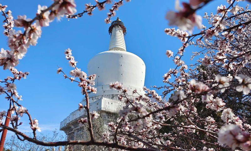 Blooming flowers are seen with the White Pagoda in the background at Beihai Park in Beijing, capital of China, March 14, 2022.(Photo: Xinhua)