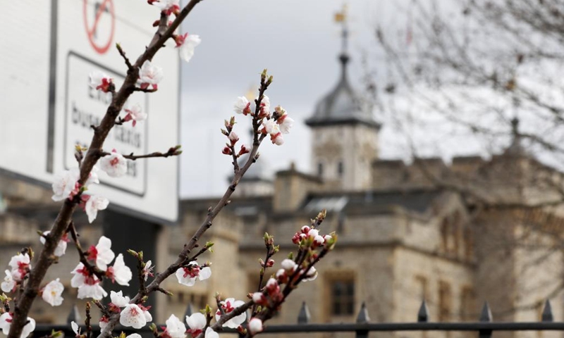 Flowers are seen near the Tower of London in London, Britain, March 14, 2022. (Xinhua/Li Ying)