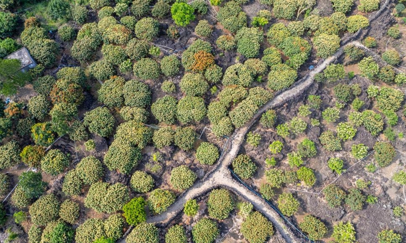 Aerial photo taken on March 15, 2022 shows litchi flowers in Yongxing Township of Haikou City, south China's Hainan Province. (Xinhua/Hu Zhixuan)