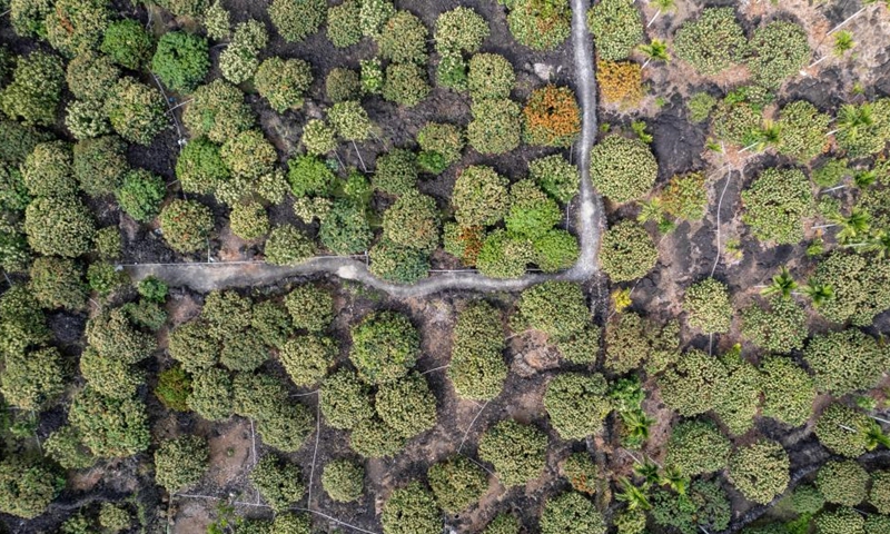 Aerial photo taken on March 15, 2022 shows litchi flowers in Yongxing Township of Haikou City, south China's Hainan Province. (Xinhua/Hu Zhixuan)