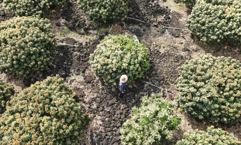 Aerial photo taken on March 15, 2022 shows a farmer working among litchi trees in Yongxing Township of Haikou City, south China's Hainan Province. (Xinhua/Zhang Liyun)