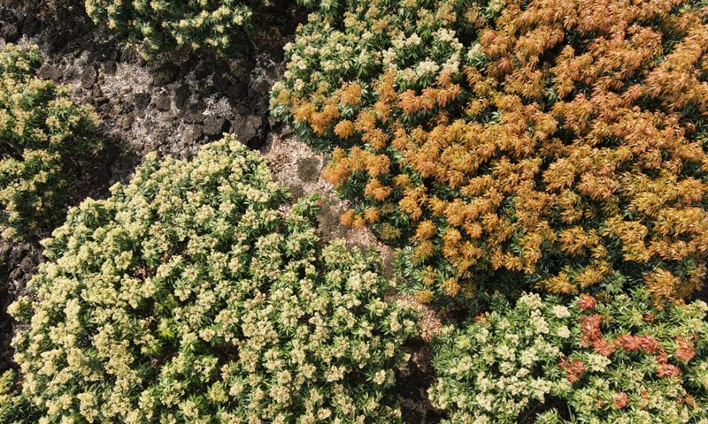 Aerial photo taken on March 15, 2022 shows litchi flowers in Yongxing Township of Haikou City, south China's Hainan Province. (Xinhua/Zhang Liyun)