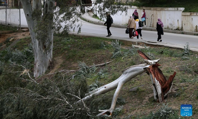 People walk past a tree broken by strong winds in Algiers, Algeria, on March 15, 2022. Algeria has experienced squally winds since March 14, which damaged houses, uprooted trees and disrupted air and rail transport.(Photo: Xinhua)
