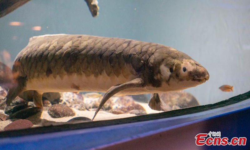 Photo shows Methuselah, the world's oldest living aquarium fish at California Academy of Sciences, San Francisco, U.S., March 14, 2022. (Photo: China News Service/Liu Guanguan)