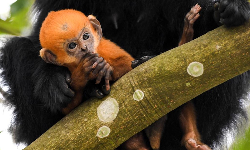 A Francois' leaf monkey is seen with a cub in the Mayanghe National Nature Reserve in Guizhou Province, southwest China, March 16, 2022.(Photo: Xinhua)