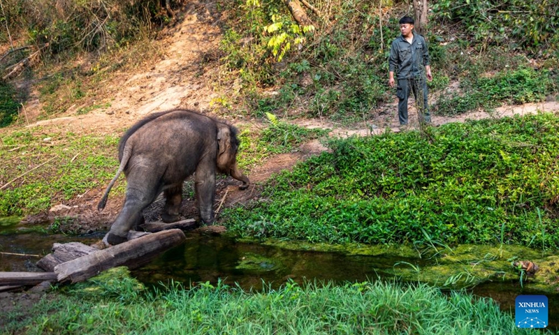 Xu Yunfeng, a wildlife conservation worker, carries out a trial of wild exercising on Asian elephant Longlong in Xishuangbanna Dai Autonomous Prefecture, southwest China's Yunnan Province, March 15, 2022.(Photo: Xinhua)