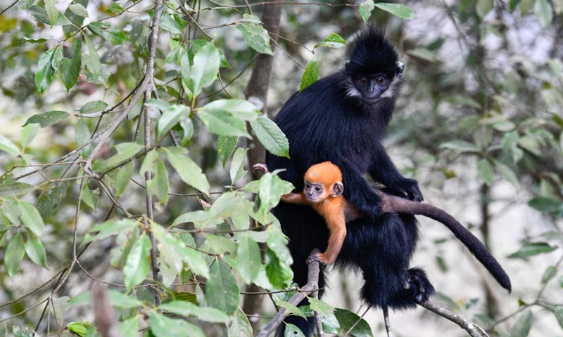 A Francois' leaf monkey is seen with a cub in the Mayanghe National Nature Reserve in Guizhou Province, southwest China, March 16, 2022.(Photo: Xinhua)
