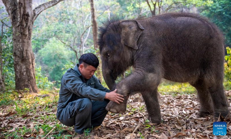 Xu Yunfeng, a wildlife conservation worker, checks the leg of Asian elephant Longlong in Xishuangbanna Dai Autonomous Prefecture, southwest China's Yunnan Province, March 15, 2022.A baby elephant in Xishuangbanna was abandoned by its herd only about two months after its birth due to severe injuries of its leg in July of 2021.(Photo: Xinhua)