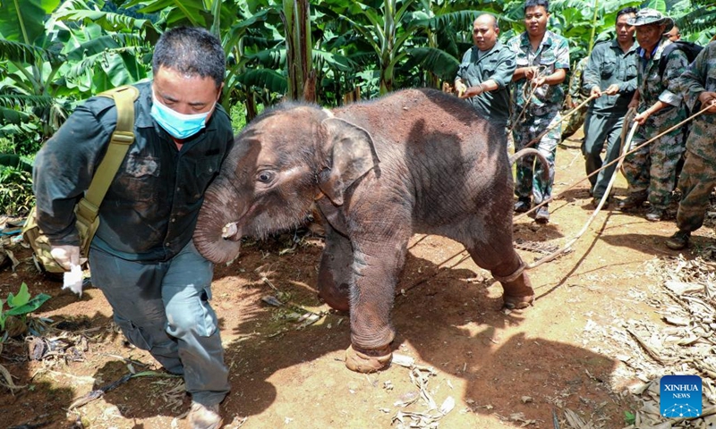 Wildlife conservation workers rescue Asian elephant Longlong in Xishuangbanna Dai Autonomous Prefecture, southwest China's Yunnan Province in July of 2021.A baby elephant in Xishuangbanna was abandoned by its herd only about two months after its birth due to severe injuries of its leg in July of 2021.(Photo: Xinhua)