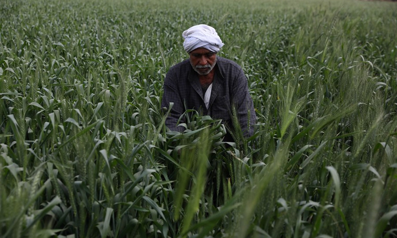 Egyptian farmers expand wheat production to help country boost food ...