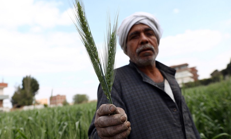 A farmer shows ears of wheat at a field in Qalyubia governorate, Egypt, on March 14, 2022.(Photo: Xinhua)