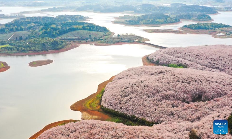 Aerial photo taken on March 17, 2022 shows blooming cherry blossoms at a cherry garden in Guian New Area of Guiyang, southwest China's Guizhou Province. Recently, a cherry garden covering an area of 24,000 mu (about 1,600 hectares) with 700,000 cherry trees ushered in blossoming season in Guiyang, attracting a large flow of tourists. (Xinhua/Ou Dongqu)