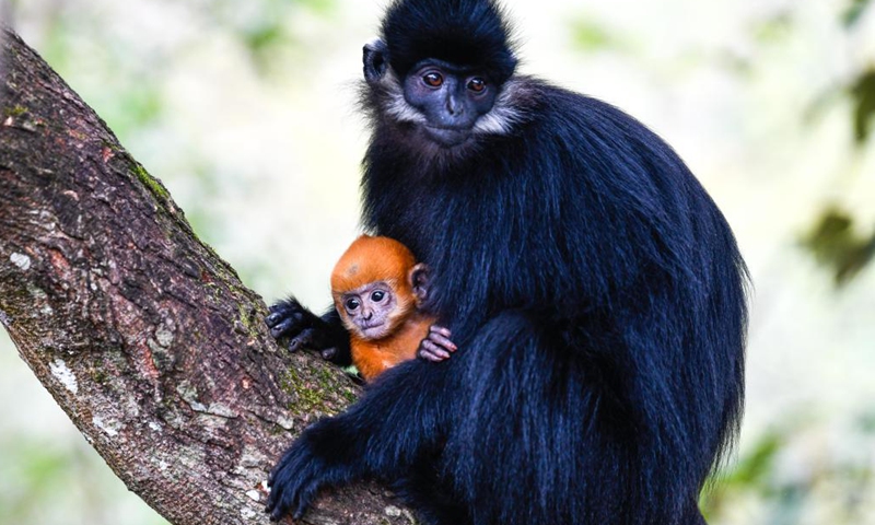 A Francois' leaf monkey is seen with a cub in the Mayanghe National Nature Reserve in Guizhou Province, southwest China, March 16, 2022.(Photo: Xinhua)