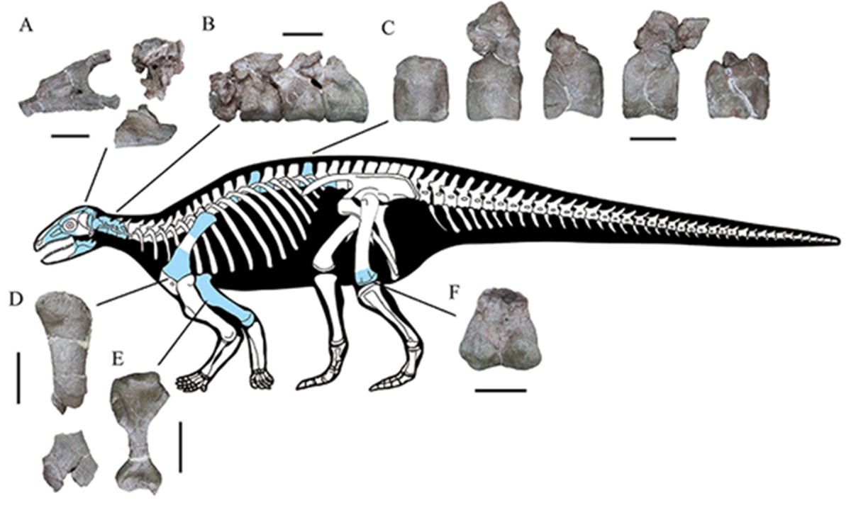 The schematic diagram of the preservation of Yuxisaurus kopchicki fossil Photo: Courtesy of Yao Xihui