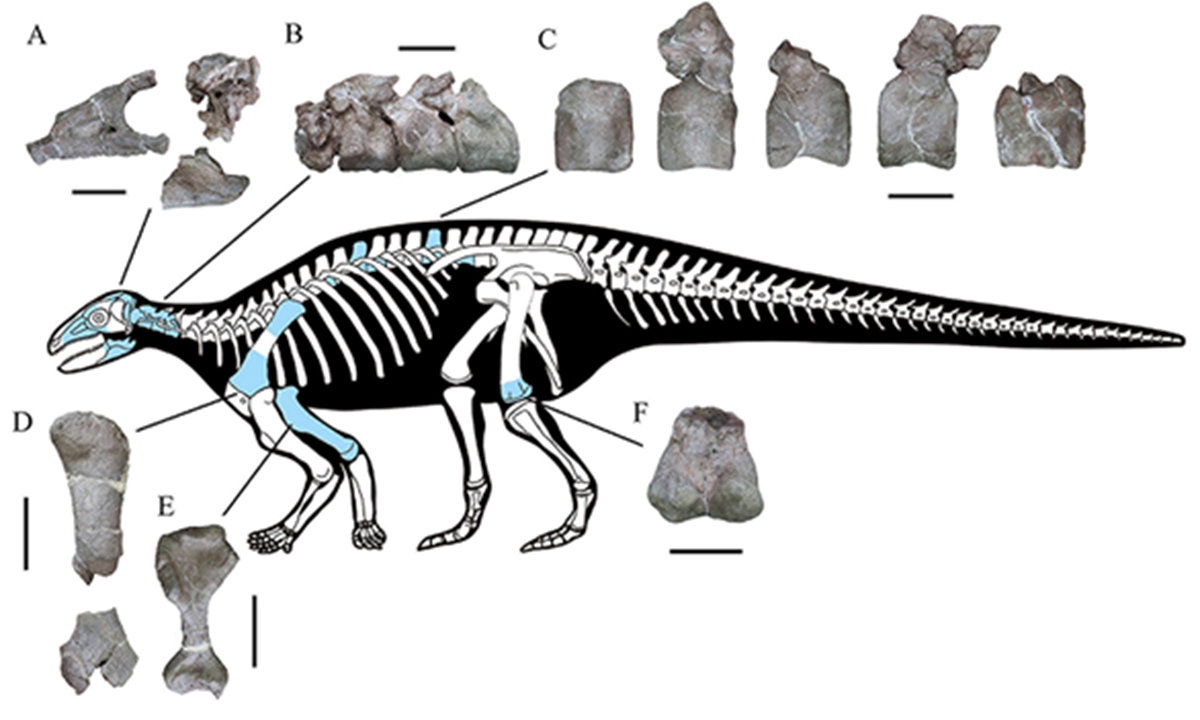 Asia's earliest known armored dinosaur fossil found in Southwest China -  Global Times