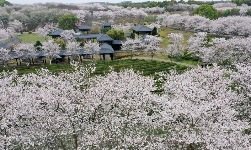 Aerial photo taken on March 16, 2022 shows blossoms at Fenghuanggou scenic area in Nanchang County of east China's Jiangxi Province. (Xinhua/Peng Zhaozhi)