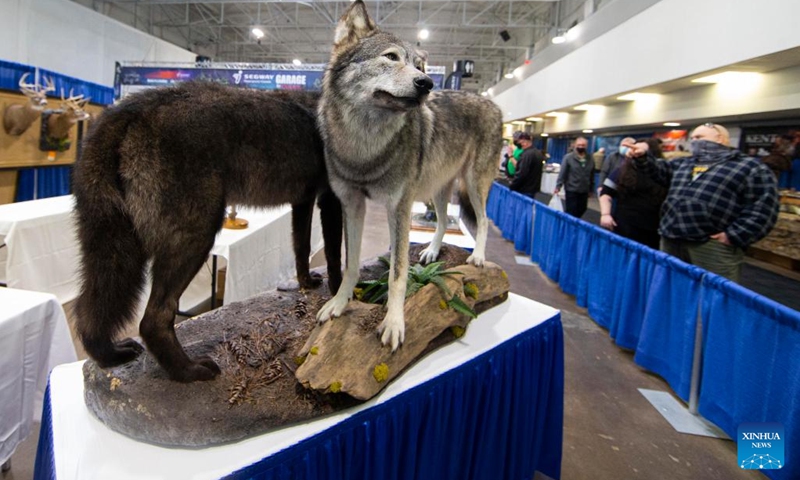 People look at animal specimens during the 2022 Toronto Sportsmen's Show in Mississauga, the Greater Toronto Area, Canada, on March 17, 2022. As the biggest event for outdoor enthusiasts in Ontario, the 2022 Toronto Sportsmen's Show is held here from March 17 to 20.(Photo: Xinhua)