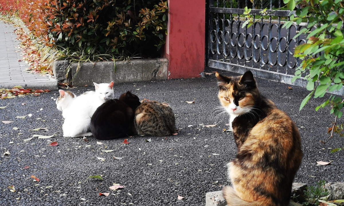 As metropolis Shanghai presses the pause button, stray cats stay warm together in empty streets. Photo: IC