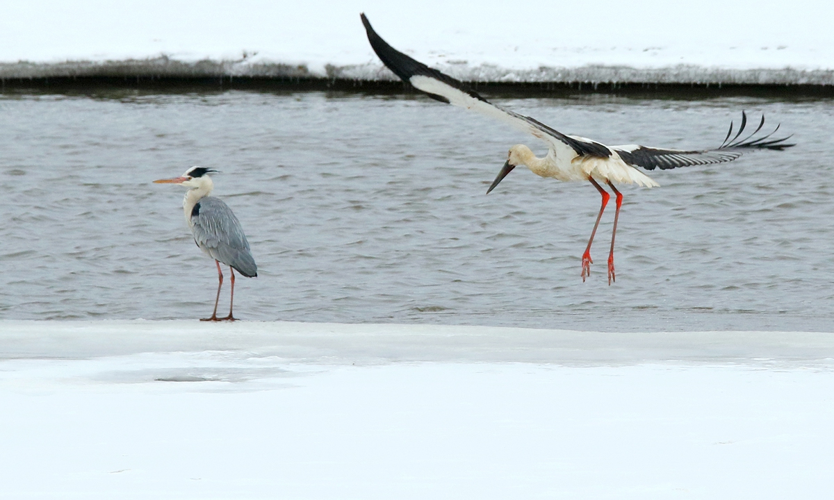 The Boyce's Stock, known as the 