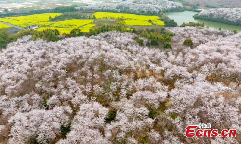 Photo shows the picturesque scenery of blooming cherry blossoms in Anhui, March 20, 2022. (Photo: China News Service/Li Xiaohong)