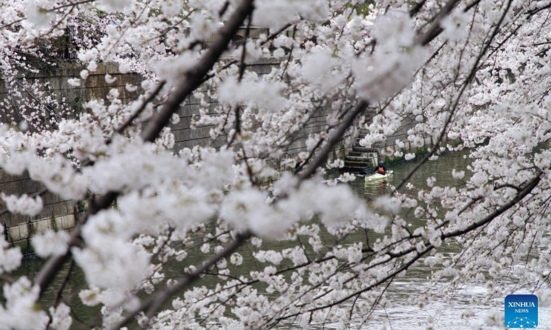 People enjoy the view of cherry blossoms along Meguro River in Tokyo, Japan, on March 27, 2022. Photo: Xinhua