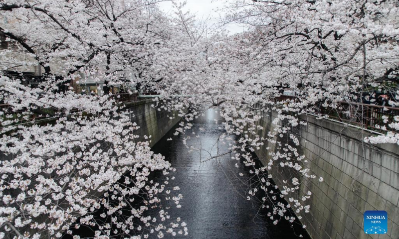 Photo taken on March 27, 2022 shows the view of cherry blossoms along Meguro River in Tokyo, Japan. Photo: Xinhua