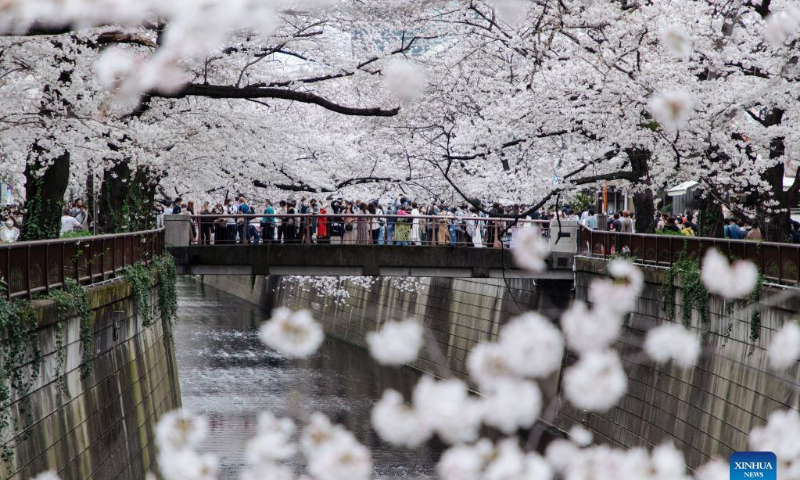 People enjoy the view of cherry blossoms along Meguro River in Tokyo, Japan, on March 27, 2022. Photo: Xinhua