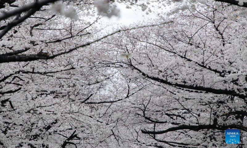 Photo taken on March 27, 2022 shows the view of cherry blossoms along Meguro River in Tokyo, Japan. Photo: Xinhua