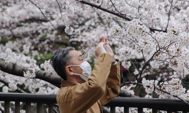 A man takes pictures of cherry blossoms along Meguro River in Tokyo, Japan, on March 27, 2022. Photo: Xinhua