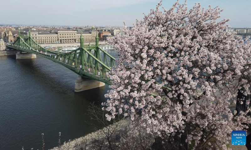 Blooming almond tree with the view of downtown of the city in the background is seen from a hill in Budapest, Hungary on March 20, 2022. (Photo by Attila Volgyi/Xinhua)