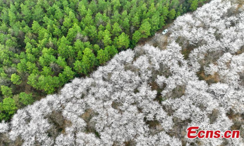 Photo shows the picturesque scenery of blooming cherry blossoms in Anhui, March 20, 2022. (Photo: China News Service/Li Xiaohong)