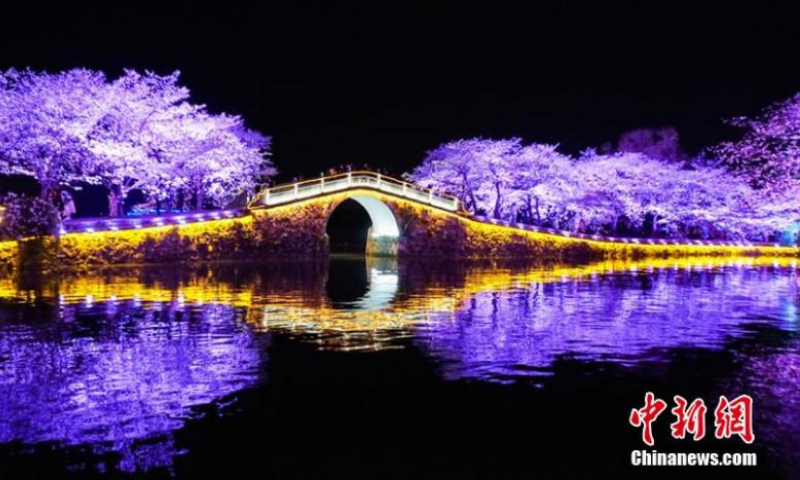 Night scenery of cherry blossoms at the Yuantouzhu (Turtle Head Isle) scenic spot in Wuxi, Jiangsu Province, March 23, 2022. The special beauty of cherry blossoms draws many viewers each year. (Photo: China News Service/Sun Quan)