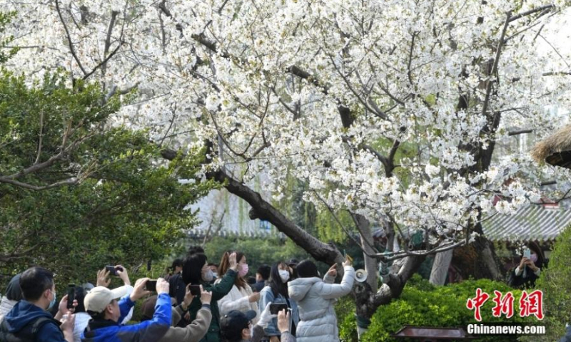 Tourists take photos of cherry blossoms at Su Causeway, West Lake scenic area in Hangzhou, east China's Zhejiang Province, March 20, 2022. Cherry blossoms have entered the blossom season across China. (Photo: China News Service/Wang Gang)