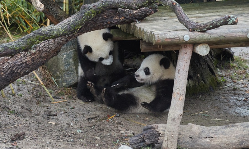 Giant panda twins are seen at Madrid Zoo Aquarium in Madrid, Spain, on March 21, 2022.(Photo: Xinhua)
