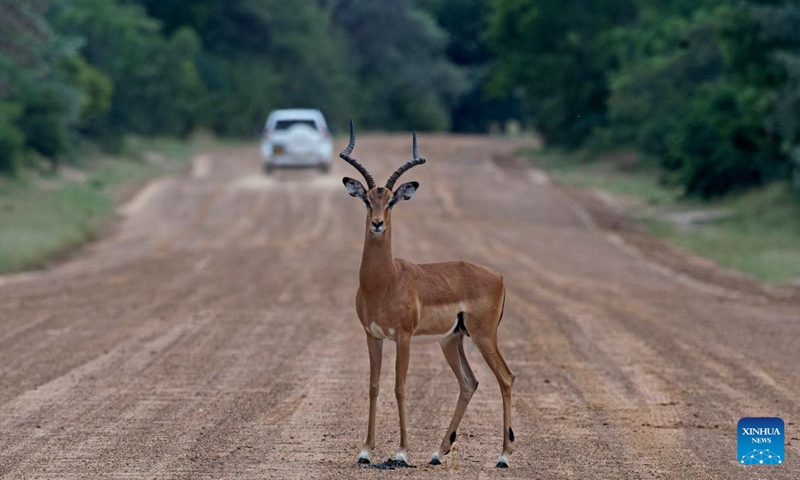 A Springbok stands on a road at the Bwabwata National Park of Namibia, on March 21, 2022. (Photo: Xinhua)