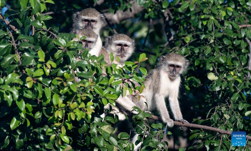 Vervet monkeys are seen at the Bwabwata National Park of Namibia, on March 22, 2022. (Photo: Xinhua)