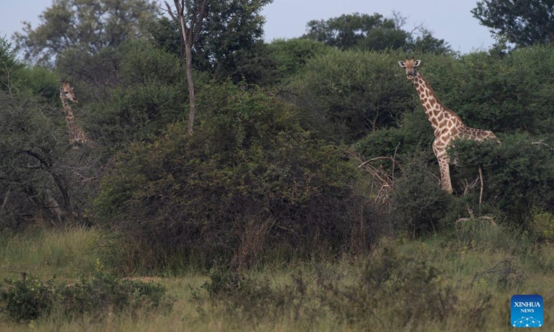 Two giraffes are seen at the Bwabwata National Park of Namibia, on March 22, 2022.(Photo: Xinhua)