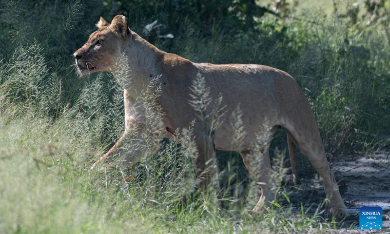 A female lion is seen at the Bwabwata National Park of Namibia, on March 22, 2022.(Photo: Xinhua)