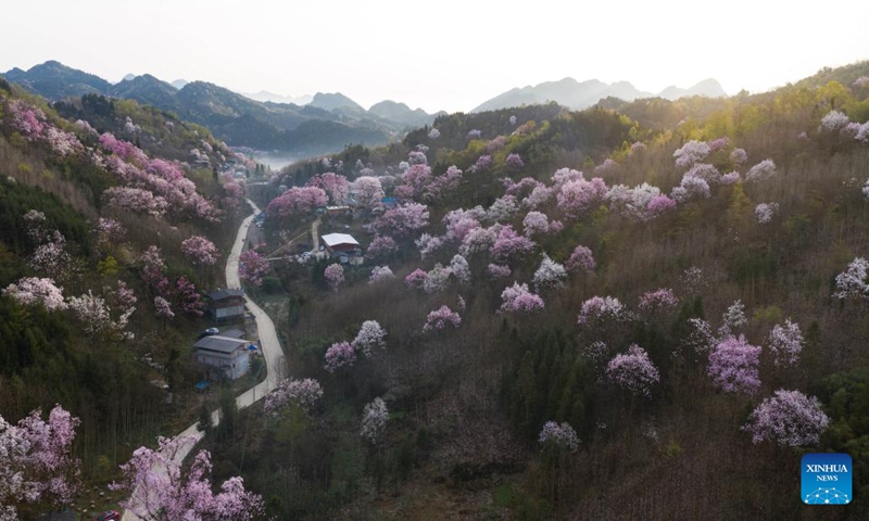 Aerial photo taken on March 23, 2022 shows magnolia flowers in full bloom in Daitianshan Village of Jiangyou, southwest China's Sichuan Province.(Photo: Xinhua)