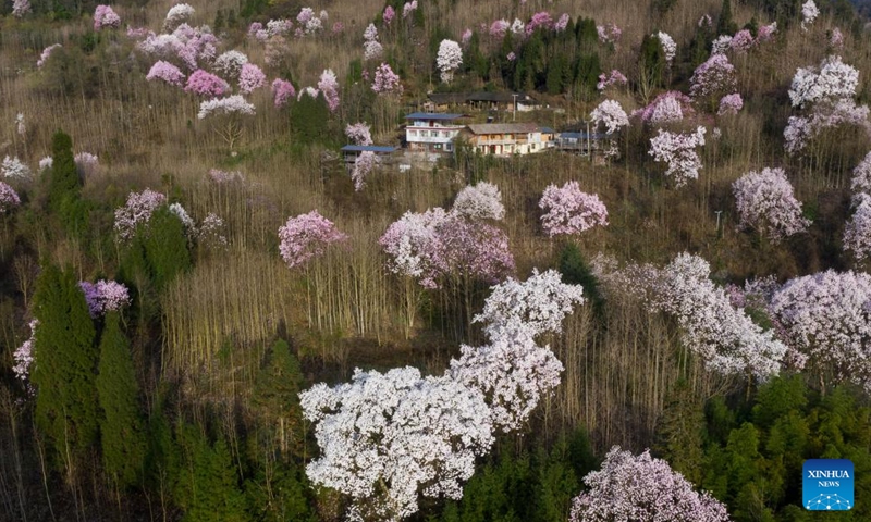 Aerial photo taken on March 23, 2022 shows magnolia flowers in full bloom in Daitianshan Village of Jiangyou, southwest China's Sichuan Province.(Photo: Xinhua)