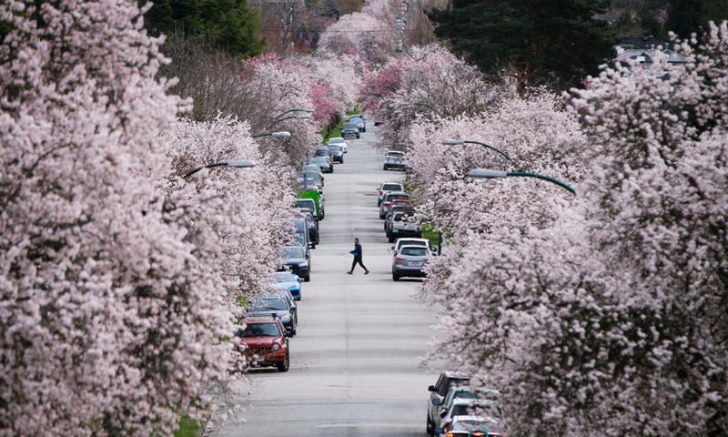 Cherry blossoms are seen along a street in Vancouver, British Columbia, Canada, on March 24, 2022. There are approximately 43,000 cherry trees in Metro Vancouver.(Photo: Xinhua)