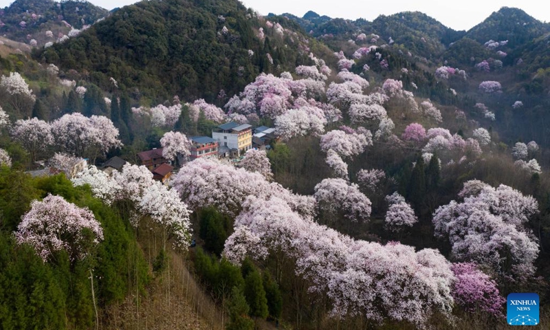 Aerial photo taken on March 23, 2022 shows magnolia flowers in full bloom in Daitianshan Village of Jiangyou, southwest China's Sichuan Province.(Photo: Xinhua)