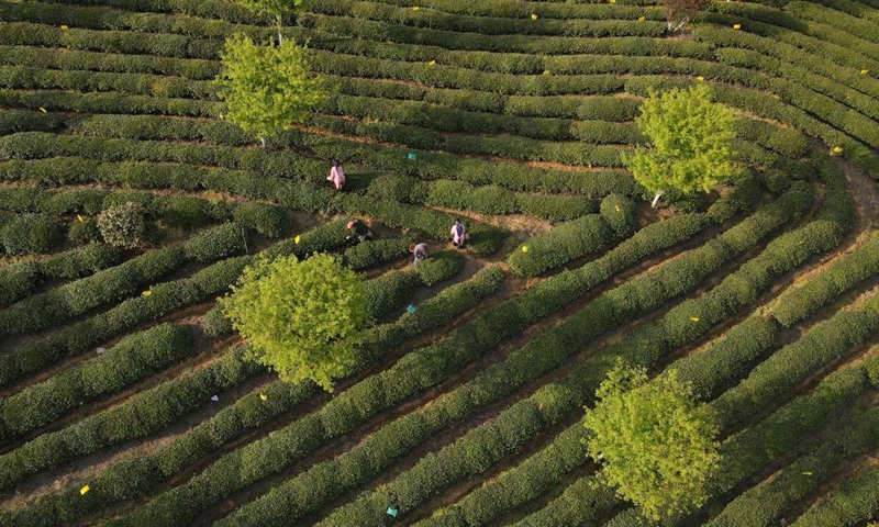 Aerial photo taken on March 24, 2021 shows farmers picking tea leaves during the tea harvest season at a tea garden in Huangshan City, east China's Anhui Province. Photo: Xinhua