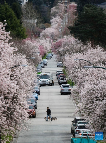 Cherry blossoms are seen along a street in Vancouver, British Columbia, Canada, on March 24, 2022. There are approximately 43,000 cherry trees in Metro Vancouver.(Photo: Xinhua)