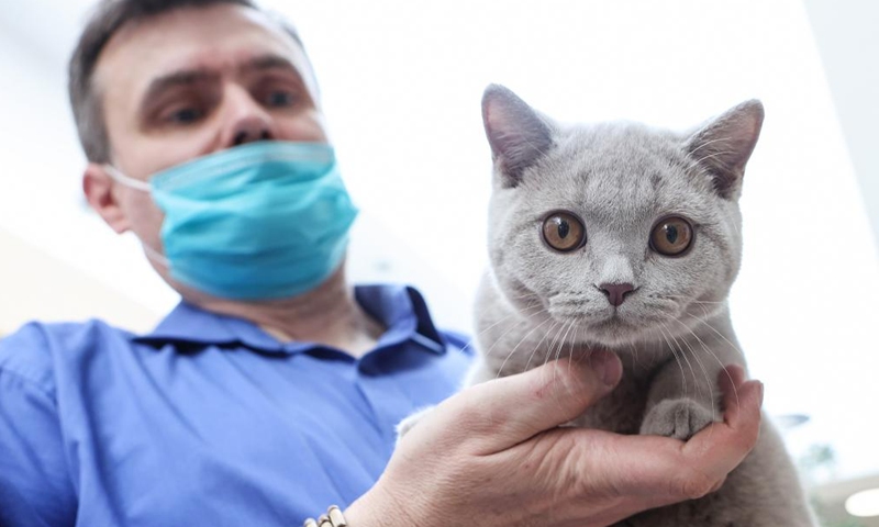 A cat is displayed at a weekend cat show in Zagreb, Croatia, on March 26, 2022.Photo:Xinhua