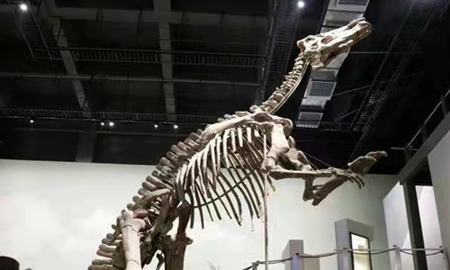 the world's largest hadrosaur species with its body length of 16.6 meters discovered in Zhucheng Photo: Sina Weibo 