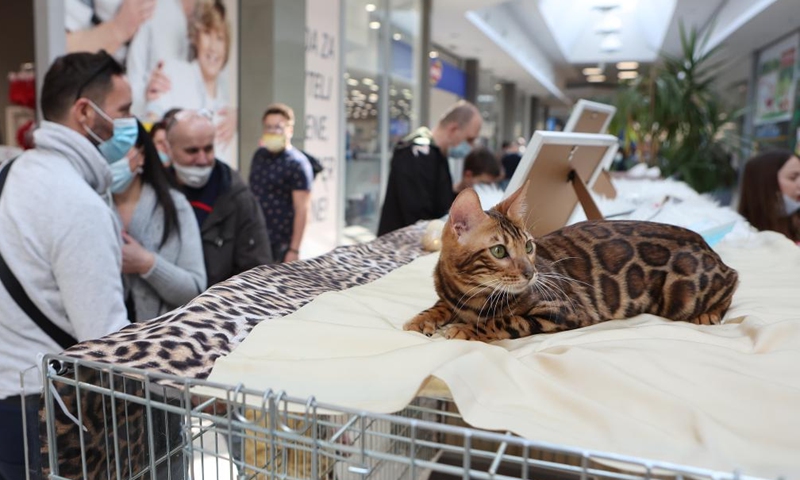 A cat is displayed at a weekend cat show in Zagreb, Croatia, on March 26, 2022.Photo:Xinhua