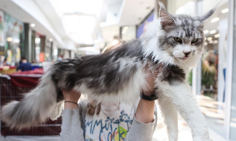 A cat is displayed at a weekend cat show in Zagreb, Croatia, on March 26, 2022.Photo:Xinhua