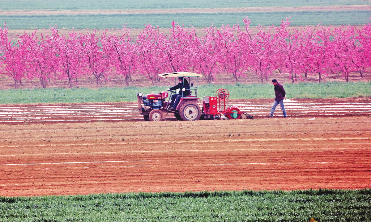 Farmers work hard in the field during the annual spring farming on March 23, 2022 in Dali County, Northwest China's Shaanxi Province. Photo:cnsphoto  